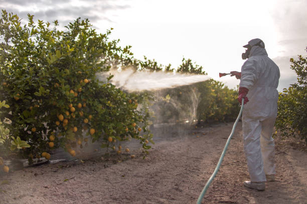 Best Affordable Pest Control Services  in Franklin, NH