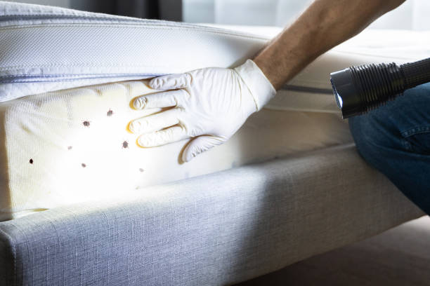 Best Local Pest Control Services  in Franklin, NH