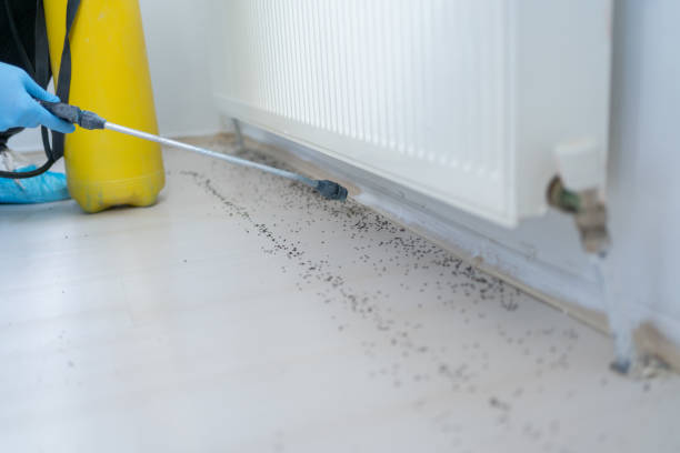 Best Cockroach Control Services  in Franklin, NH